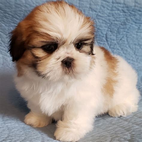 Shih tzu puppy pictures - Top Shih Tzu Hairstyles. 1. Puppy Cut. Via Pixabay. Also known as the Summer Cut, this style is a sweet and fairly easy cut for Shih Tzus (especially during hot days). Basically, the hair is trimmed to 1 to 2 inches all over their body, with their facial hair kept a bit longer. This style is popular because it’s far less maintenance than ...